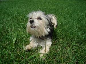Potty Training Your Morkie Puppy | the Family Pet